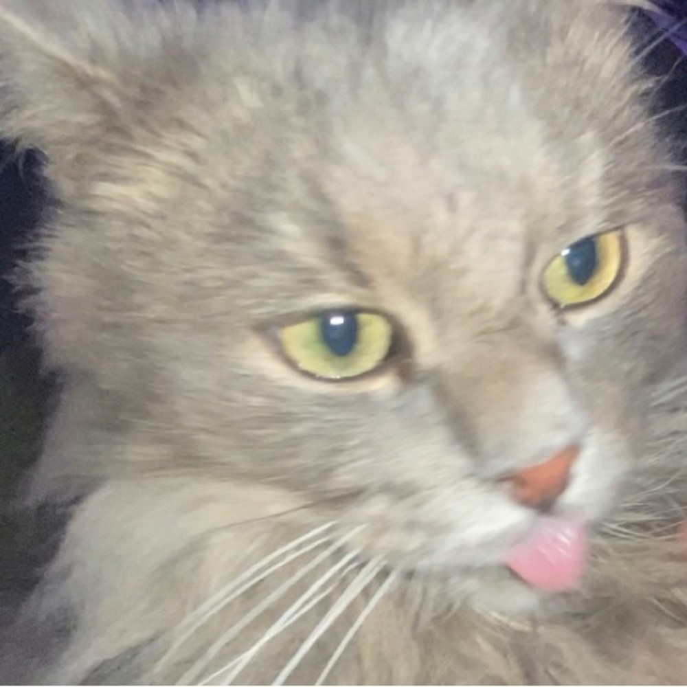 Meet your Posher, Malcolm